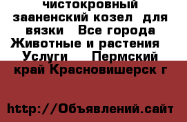 чистокровный зааненский козел  для вязки - Все города Животные и растения » Услуги   . Пермский край,Красновишерск г.